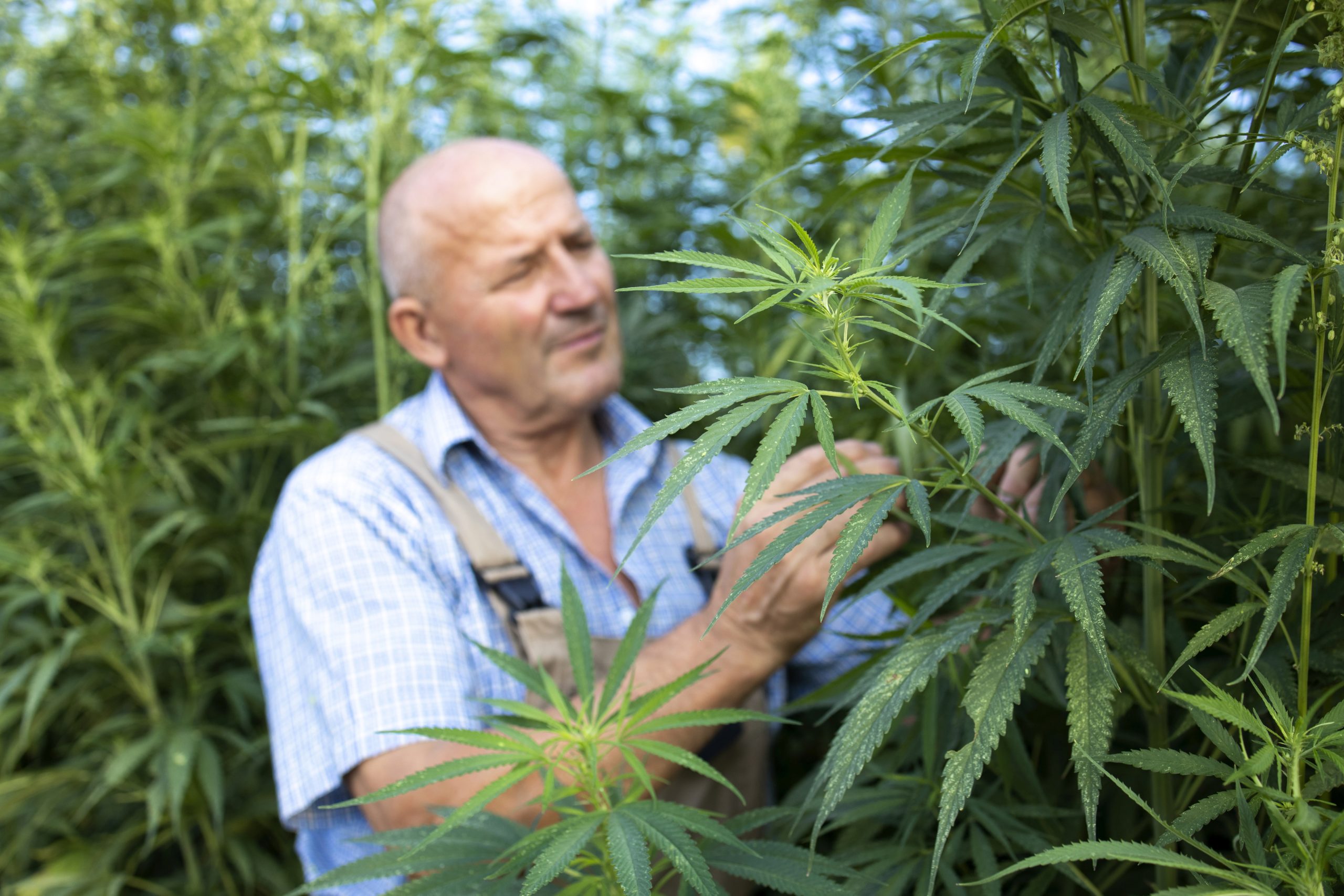 https://cannabisresearchstore.com