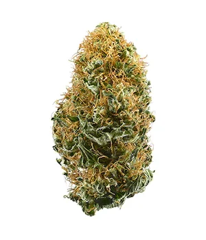 White Widow
