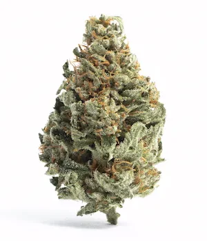 Chocolope
